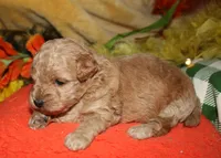 Goldie, a female Maltipoo for sale in Billings, MO – 4 of 10