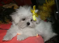 Myrtle, a female Maltese for sale in Billings, MO – 2 of 9