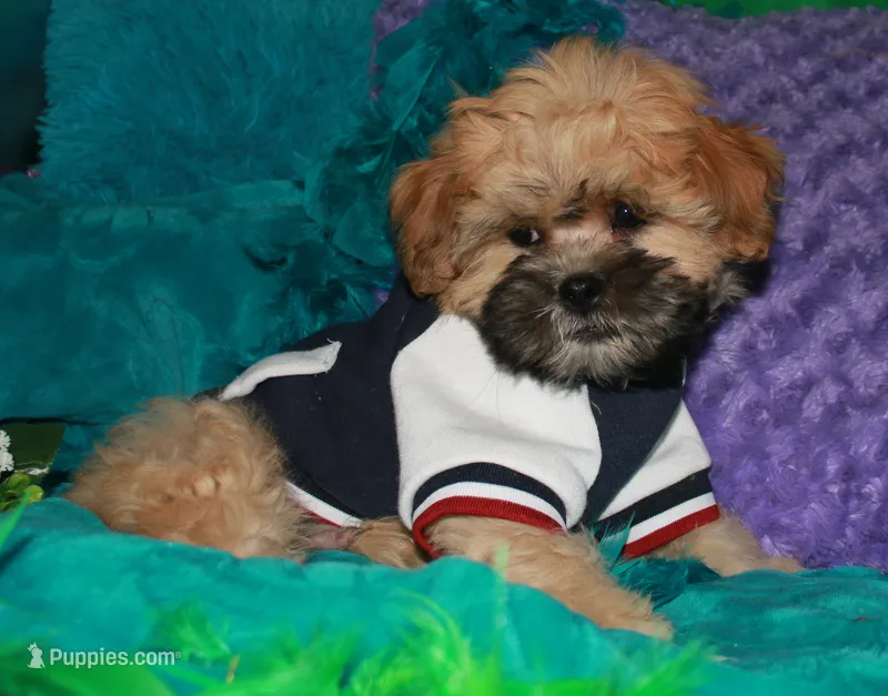 Luke – Shihpoo puppy for sale in Billings, MO