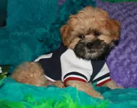 Luke, a male Shihpoo for sale in Billings, MO – 1 of 9
