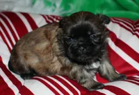 Jojo , a female Shih Tzu for sale in Billings, MO – 3 of 9
