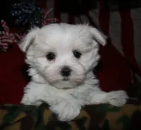 Chester, a male Maltese for sale in Billings, MO – 5 of 9