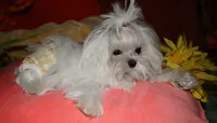 Maci, a female Maltese for sale in Billings, MO – 4 of 8