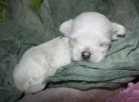Myrtle, a female Maltese for sale in Billings, MO – 4 of 8
