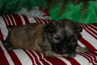 Dolly, a female Shih Tzu for sale in Billings, MO – 2 of 9