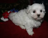 Bruiser, a male Maltese for sale in Billings, MO – 5 of 9