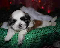 Buster, a male Shih Tzu for sale in Billings, MO – 8 of 9