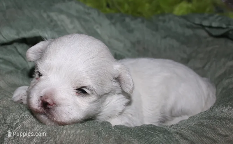 Stumpy – Maltese puppy for sale in Billings, MO