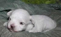 Stumpy, a male Maltese for sale in Billings, MO – 1 of 10