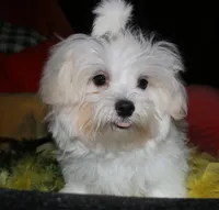 Fred, a male Maltese for sale in Billings, MO – 9 of 10