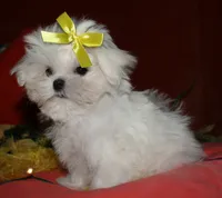 Myrtle, a female Maltese for sale in Billings, MO – 7 of 9