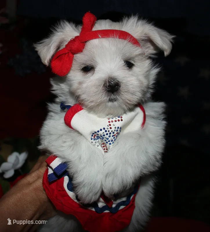 Chester – Maltese puppy for sale in Billings, MO