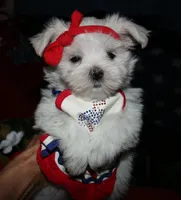 Chester, a male Maltese for sale in Billings, MO – 1 of 9