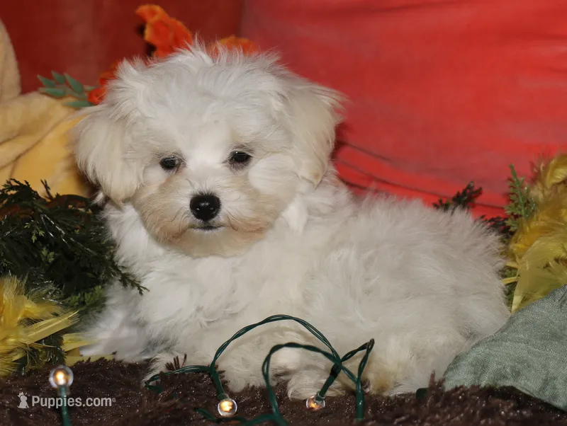 Bruiser – Maltese puppy for sale in Billings, MO