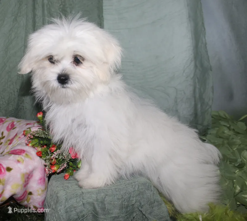 Shiloh  – Shihpoo puppy for sale in Billings, MO