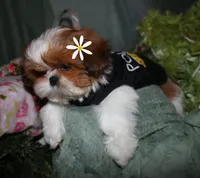 Jolene, a female Shih Tzu for sale in Billings, MO – 3 of 8