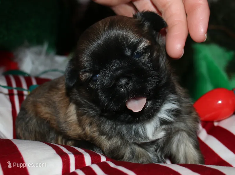 Jojo , a female Shih Tzu for sale in Billings, MO – 1 of 9
