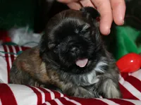 Jojo , a female Shih Tzu for sale in Billings, MO – 1 of 9