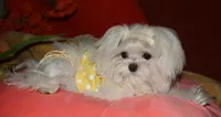 Maci, a female Maltese for sale in Billings, MO – 8 of 8