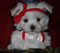 Chester, a male Maltese for sale in Billings, MO – 3 of 9