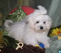 Fred, a male Maltese for sale in Billings, MO – 4 of 8