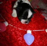 Weston, a male Shihpoo for sale in Billings, MO – Photo 7 of 7