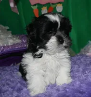 Weston, a male Shihpoo for sale in Billings, MO – Photo 3 of 10