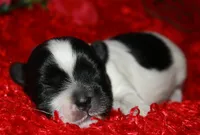 Weston, a male Shihpoo for sale in Billings, MO – Photo 2 of 7