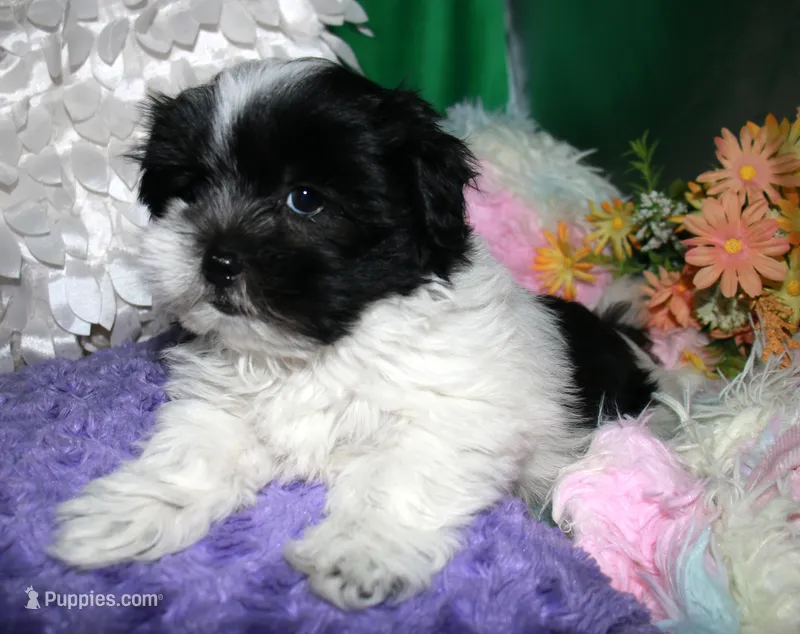 Weston – Shihpoo puppy for sale in Billings, MO
