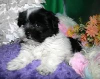 Weston, a male Shihpoo for sale in Billings, MO – 1 of 6