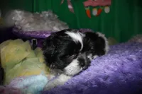 Weston, a male Shihpoo for sale in Billings, MO – Photo 10 of 10