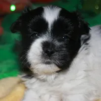 Weston, a male Shihpoo for sale in Billings, MO – Photo 1 of 10