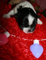 Weston, a male Shihpoo for sale in Billings, MO – Photo 6 of 7