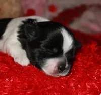 Weston, a male Shihpoo for sale in Billings, MO – Photo 4 of 7