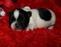 Weston, a male Shihpoo for sale in Billings, MO – Photo 1 of 7