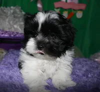 Weston, a male Shihpoo for sale in Billings, MO – Photo 5 of 10