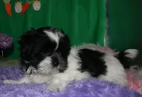 Weston, a male Shihpoo for sale in Billings, MO – Photo 6 of 10