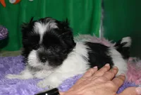 Weston, a male Shihpoo for sale in Billings, MO – Photo 2 of 10