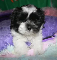 Weston, a male Shihpoo for sale in Billings, MO – Photo 7 of 10