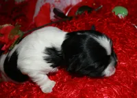 Weston, a male Shihpoo for sale in Billings, MO – Photo 5 of 7