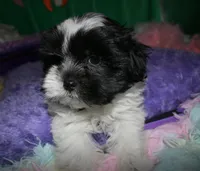 Weston, a male Shihpoo for sale in Billings, MO – Photo 9 of 10