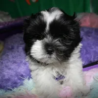 Weston, a male Shihpoo for sale in Billings, MO – Photo 8 of 10