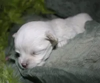 Noah, a male Maltese for sale in Billings, MO – 2 of 8