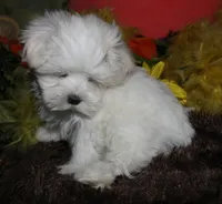 Destiney, a female Maltese for sale in Billings, MO – 4 of 10