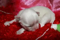 Archie, a male Maltese for sale in Billings, MO – Photo 2 of 6