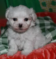 Archie, a male Maltese for sale in Billings, MO – Photo 5 of 7