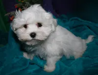 Archie, a male Maltese for sale in Billings, MO – Photo 3 of 9