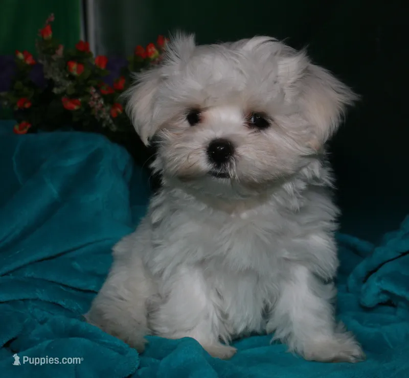 Archie – Maltese puppy for sale in Billings, MO