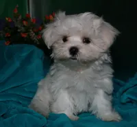 Archie, a male Maltese for sale in Billings, MO – Photo 1 of 9