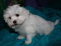 Archie, a male Maltese for sale in Billings, MO – Photo 9 of 9